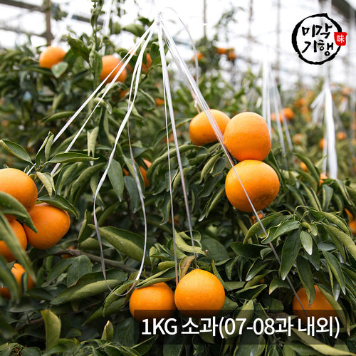 [미각기행] 제주 천혜향 가정용 1KG 소과(07-08과 내외)