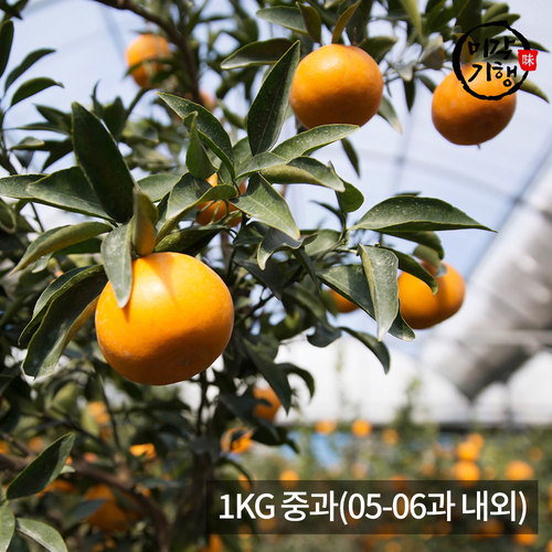 [미각기행] 제주 천혜향 가정용 1KG 중과(05-06과 내외)
