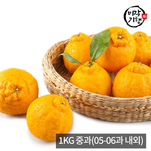 [미각기행] 제주 한라봉 가정용 1KG 중과(05-06과 내외)