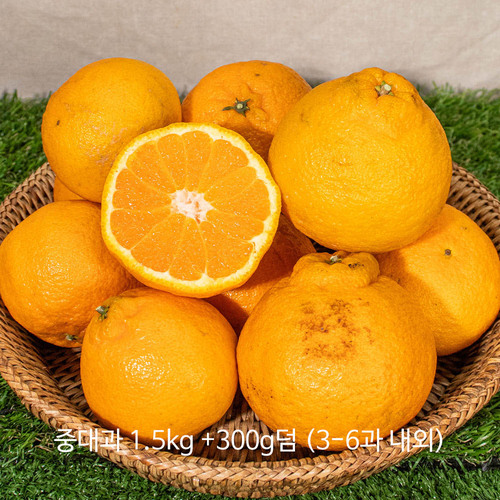 올해 첫 출하! 새콤달콤 제주 25년 가정용 노지 천상한라봉 덤증정! 중대과 1.5kg +300g덤 (3-6과 내외)