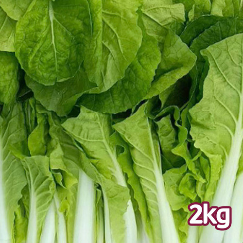손질한 국산 얼갈이 배추 특품 2kg 내외