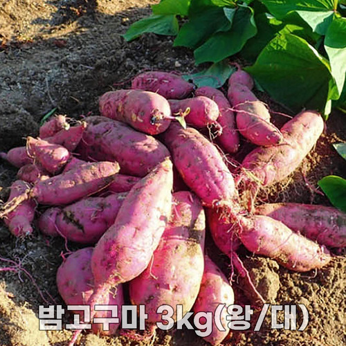 25년산 세척 밤고구마 3kg(왕/대)