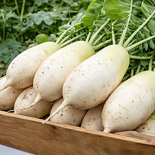 제주 햇 월동무 5kg(개당 350~700g 내외)