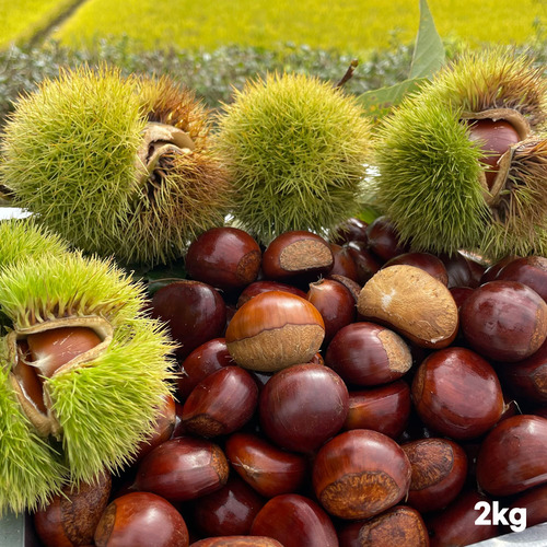 국내산 공주 (대)왕 알밤 2kg