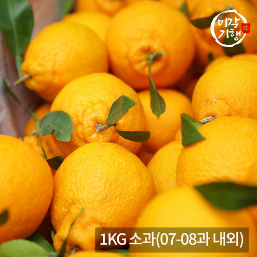 [미각기행] 제주 한라봉 가정용 1KG 소과(07-08과 내외)