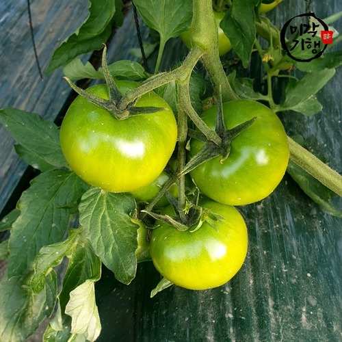 [미각기행] 농장직송 당일수확 프리미엄 정품 대저 짭짤이 토마토 (M) 2.5kg