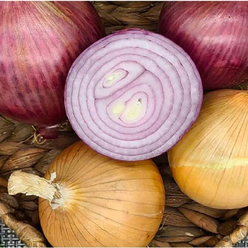 25년산 남도 흰양파 3kg(개당 100~200g)