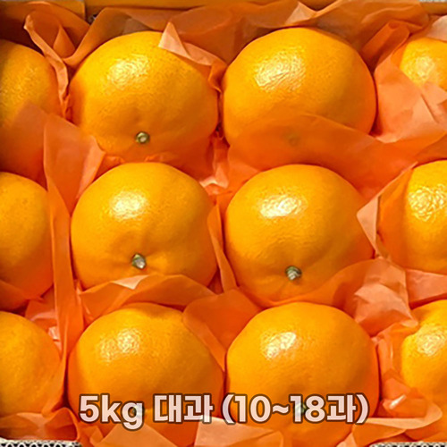 제주직송 천혜향 실중량 4.5kg (선물세트 부직포가방) 대과 (10~18과)