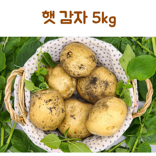 신선 감자 5kg(특)
