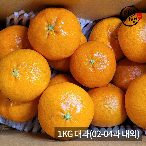 [미각기행] 제주 천혜향 가정용 1KG 대과(02-04과 내외)
